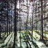 Forest_2_2021