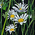 Daisies